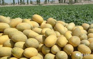 东方哈密瓜今日价格,品质之选，价格揭晓！”