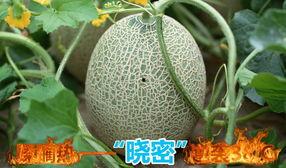 东方哈密瓜今日价格,品质之选，价格揭晓！”