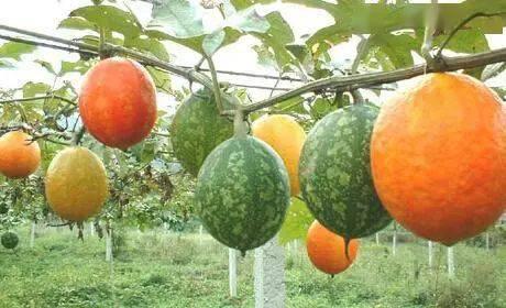 山东小吊瓜今日行情,丰收喜人，价格稳中有升