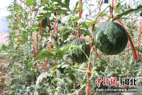 山东小吊瓜今日行情,丰收喜人，价格稳中有升