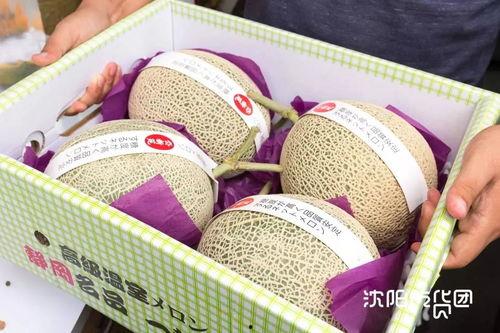 日本玫珑瓜今日价格,市场行情一览”