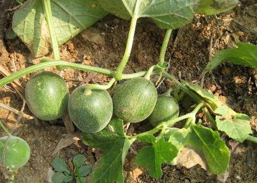 毛瓜今日价格行情,今日行情一览