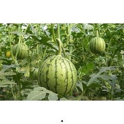 毛瓜今日价格行情,今日行情一览