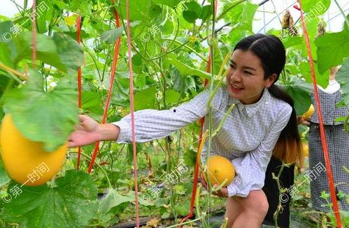 今日立秋哈密瓜,哈密瓜飘香，尽享甜蜜时光