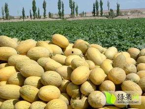 贵阳哈密瓜今日行情,新鲜上市，价格走俏