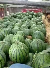 开封今日瓜价格最新行情,新鲜行情一览