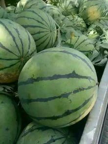 开封今日瓜价格最新行情,新鲜行情一览