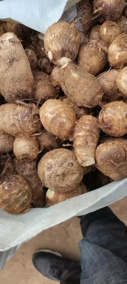 芋瓜价格今日最新价格