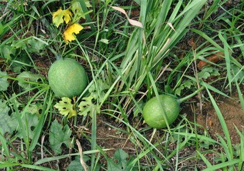 芋瓜价格今日最新价格