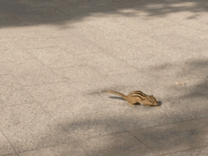 大黑耗子吃瓜,揭秘娱乐圈幕后风云