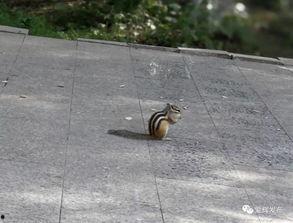 大黑耗子吃瓜,揭秘娱乐圈幕后风云