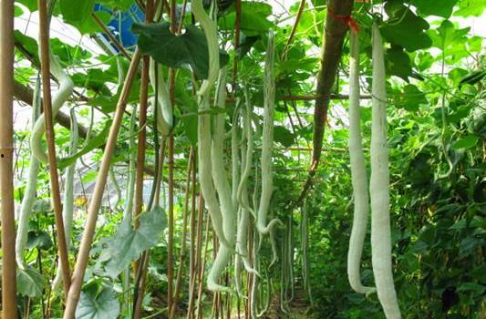 蛇瓜价格今日价格查询,实时数据解读”