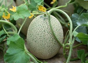 吃哈密瓜的最热门文案,文案热传全网！