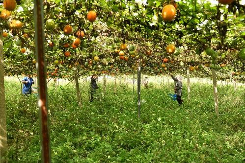 上热门绿色小吊瓜采摘园,尽享小吊瓜采摘乐趣——热门采摘园体验记”