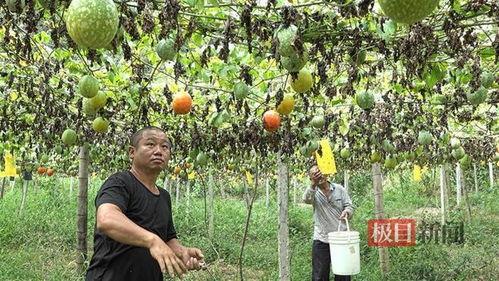 上热门绿色小吊瓜采摘园,尽享小吊瓜采摘乐趣——热门采摘园体验记”