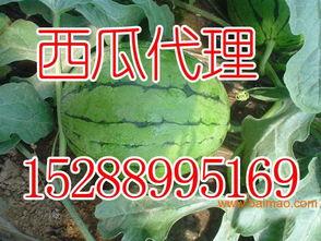 周口付沟今日瓜价,瓜价波动，新鲜资讯速览”