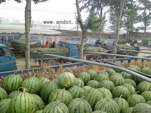 周口付沟今日瓜价,瓜价波动，新鲜资讯速览”