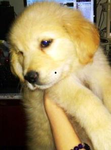 金毛能吃黑瓜吗怎么吃,黑瓜的食用方法与注意事项