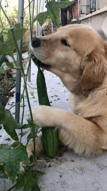金毛能吃黑瓜吗怎么吃,黑瓜的食用方法与注意事项