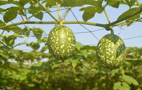 黑绿色的吊瓜怎么吃,黑绿吊瓜的多样食法探索