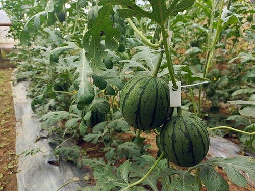 黑绿色的吊瓜怎么吃,黑绿吊瓜的多样食法探索