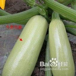 大连蔬菜角瓜今日行情,价格波动，市场供需分析”