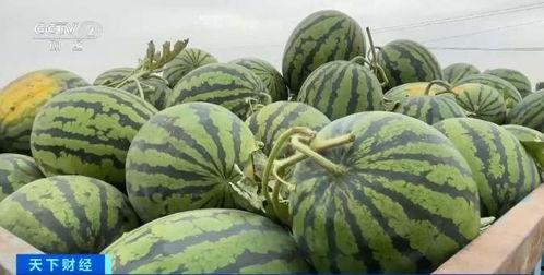 沙特瓜价格今日行情最新,波动中寻求平衡，市场动态一览
