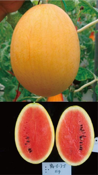 红玉蜜瓜今日头条,甜蜜滋味，尽享夏日清凉