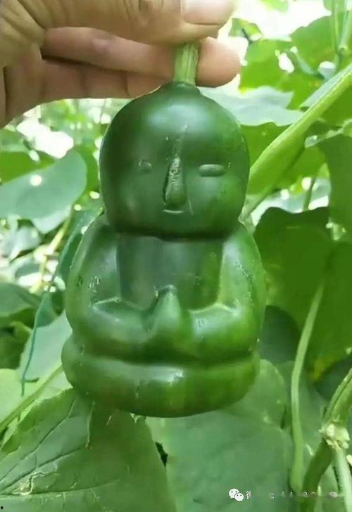 茄瓜今日价格最新行情,茄瓜价格波动解析