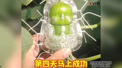 茄瓜今日价格最新行情,茄瓜价格波动解析