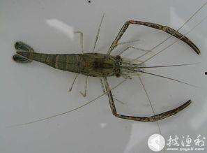 黑壳虾吃瓜甲藻吗,探究海洋生物间的共生关系