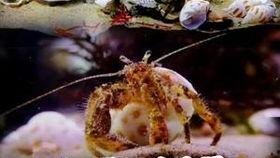 黑壳虾吃瓜甲藻吗,探究海洋生物间的共生关系