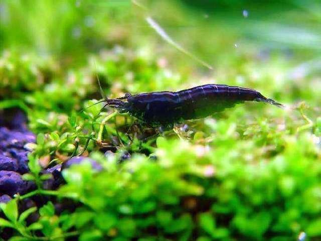 黑壳虾吃瓜甲藻吗,探究海洋生物间的共生关系