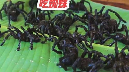 黑蜘蛛吃瓜视频,揭秘网络红人的幕后故事