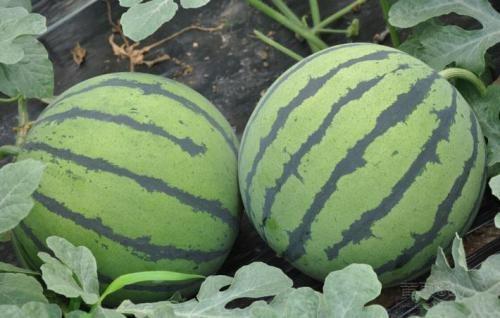 松瓜今日价格表,今日市场行情一览