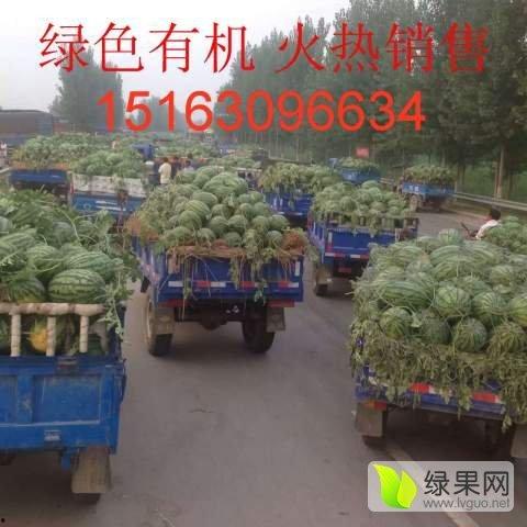 山东今日地雷瓜价格,今日行情一览