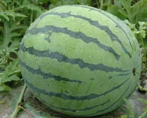 山东今日地雷瓜价格,今日行情一览