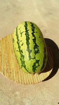 山东今日地雷瓜价格,今日行情一览