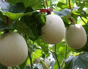 今日茧瓜价格最新行情,最新行情解析与趋势展望