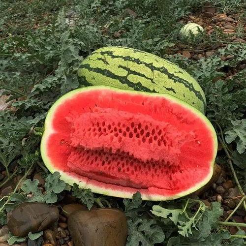 今日茧瓜价格最新行情,最新行情解析与趋势展望