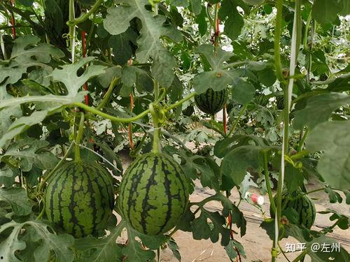 砀山小吊瓜今日行情,丰收喜人，价格稳中有升