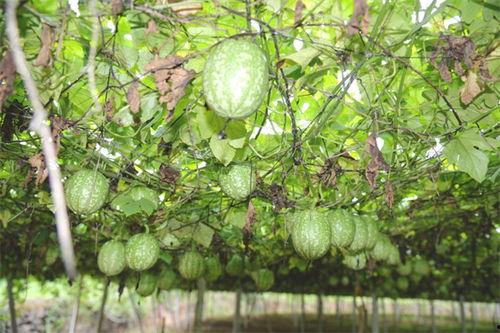 砀山小吊瓜今日行情,丰收喜人，价格稳中有升