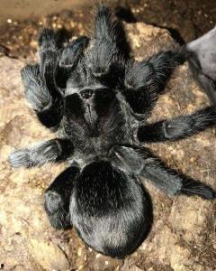 吃瓜黑蜘蛛,神秘生物的生态之谜