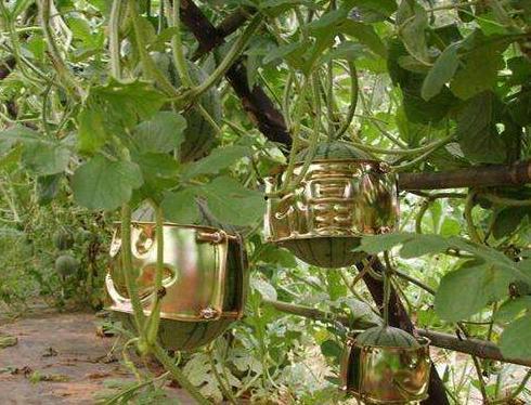 扁瓜今日价格行情,涨跌波动一览无遗