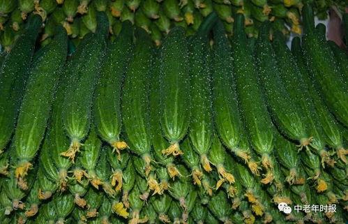 扁瓜今日价格行情,涨跌波动一览无遗