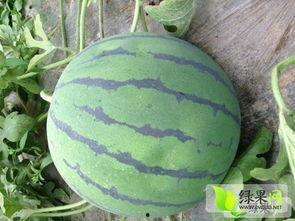 扁瓜今日价格行情,涨跌波动一览无遗