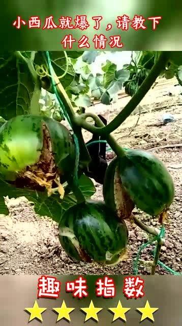 宣威小瓜今日行情如何,价格波动与市场动态一览