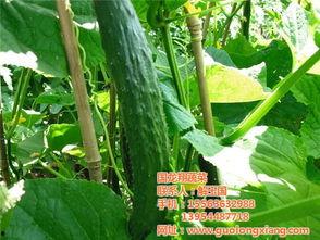 宣威小瓜今日行情如何,价格波动与市场动态一览