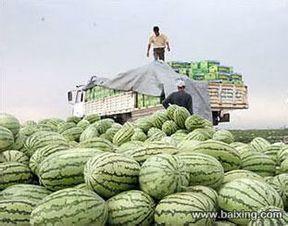 旱瓜今日价格行情,今日行情一览