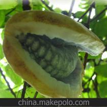 八月瓜热门歌曲有哪些,旋律动人，歌声传情